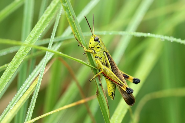 grasshopper on a blade of grass