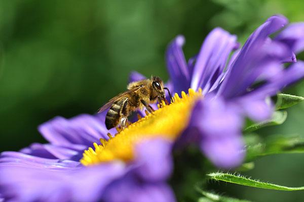 bee-flower