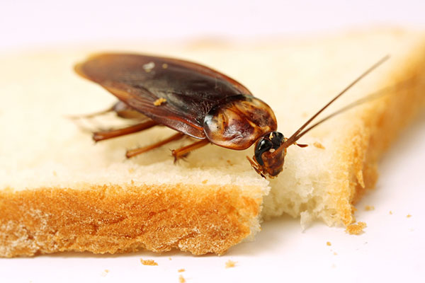 cockroaches