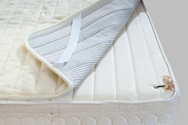 bed-bugs
