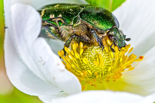 beetles-eat