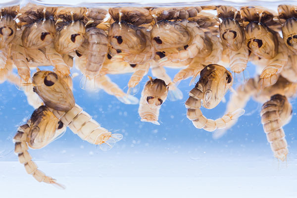 What-You-Should-Know-About-Mosquito-Larvae-Main
