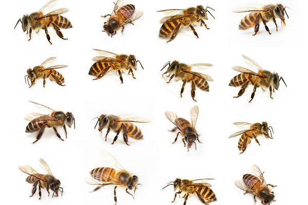 bees