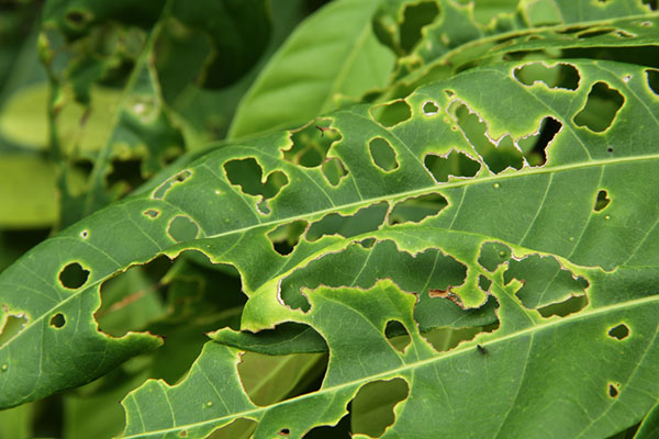 leaf eating