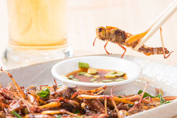 Cooking-Insect