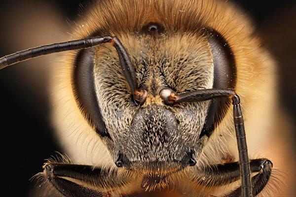 beekeeping