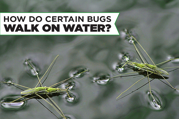 bugs-walking-on-water