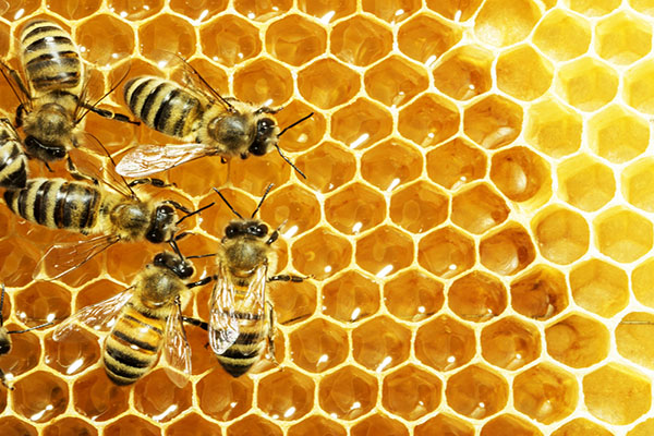 bee-myths