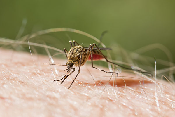 mosquitoes