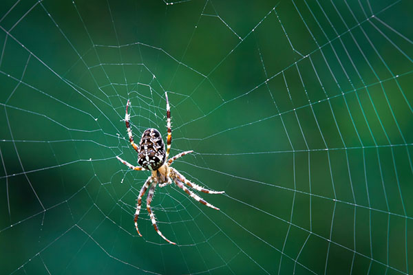 spiders