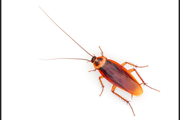 cockroaches
