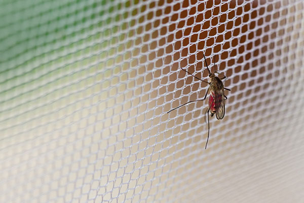 mosquito