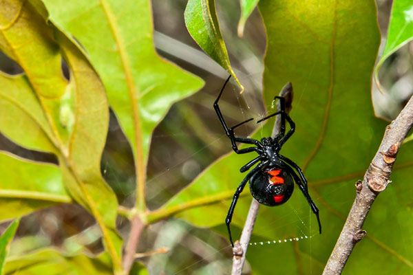 spiders
