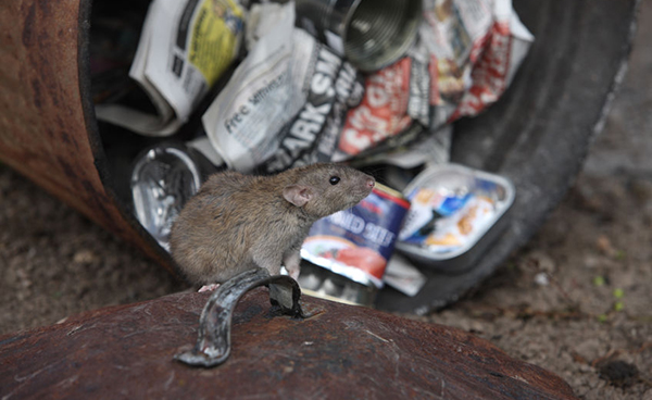 trash-rats