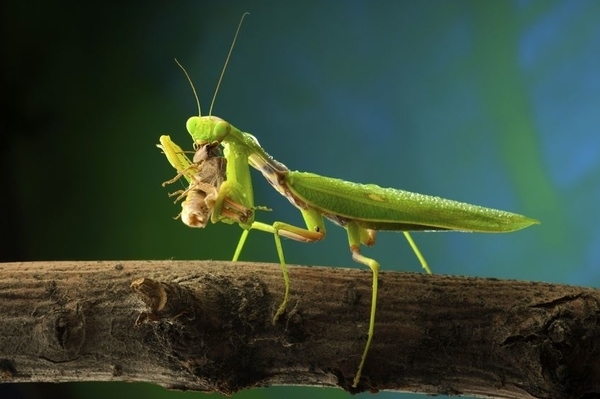 praying mantis