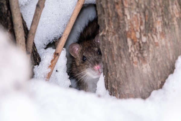 mice hiding in snow