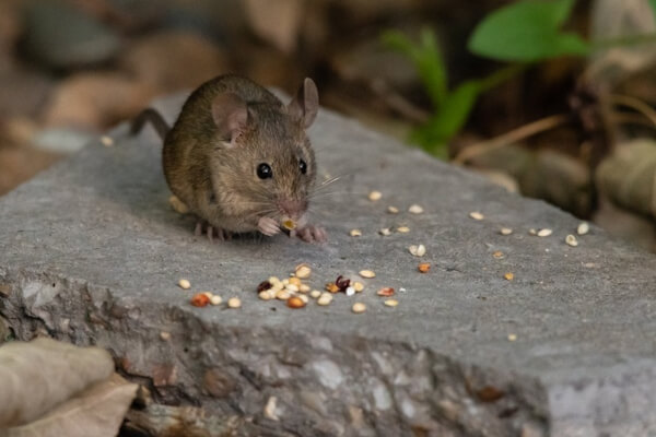 House mouse eating
