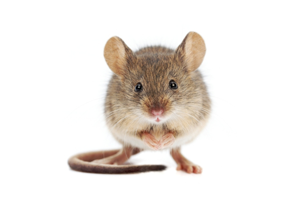 house mouse
