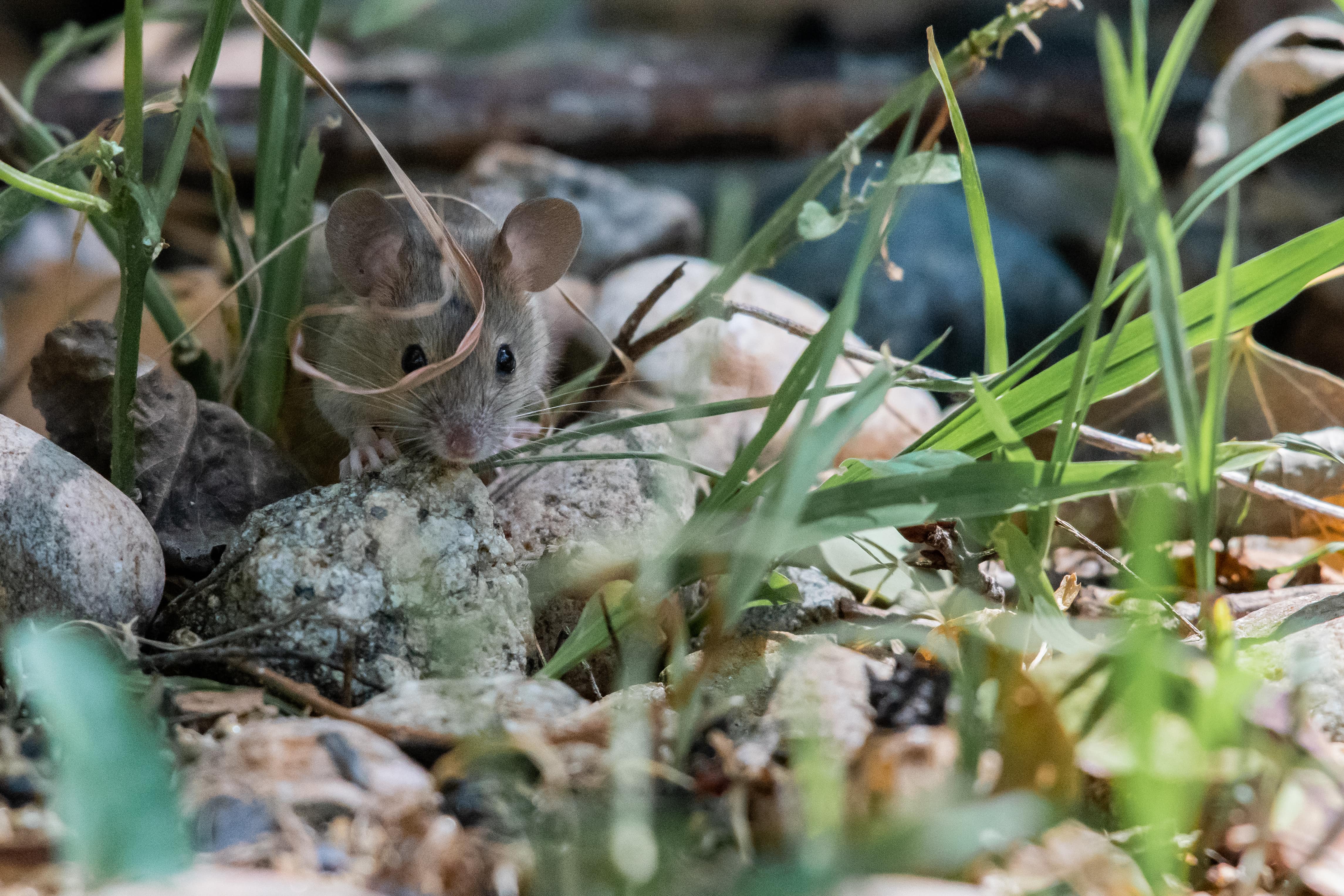 mice in the yard