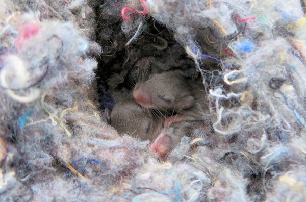 mice nest made of shredded materials with mice in it