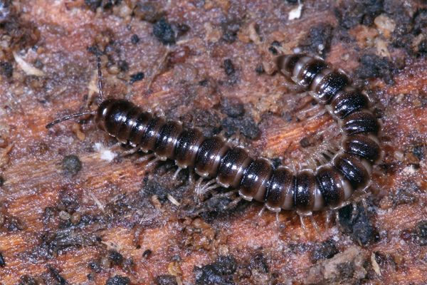 black millipede