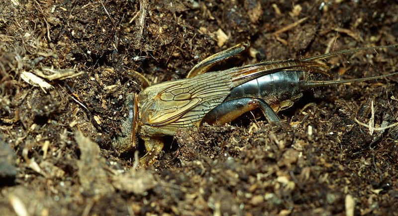 mole-cricket