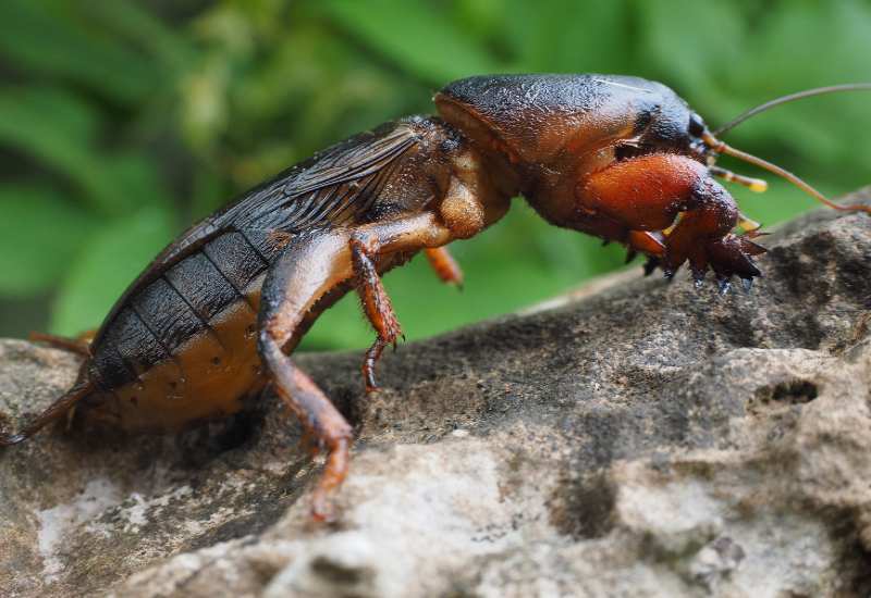 Mole cricket