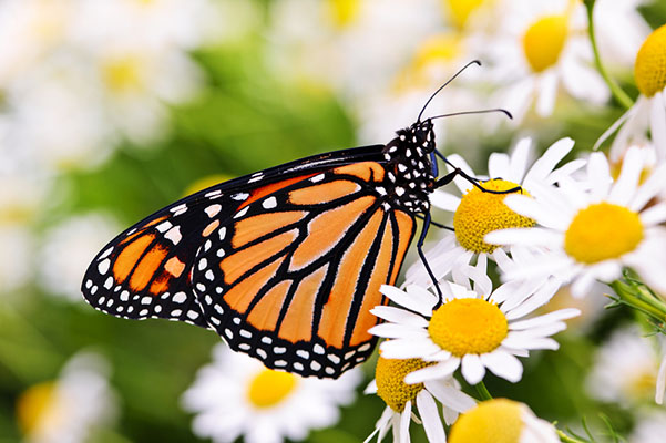 monarch butterfly