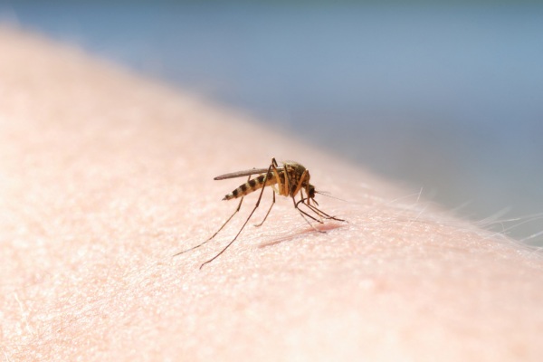 mosquito biting skin