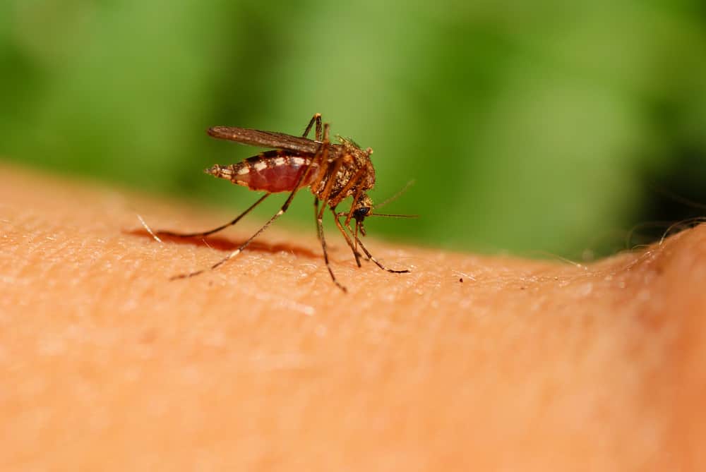 mosquito-blood
