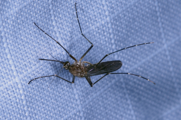 Mosquito on fabric