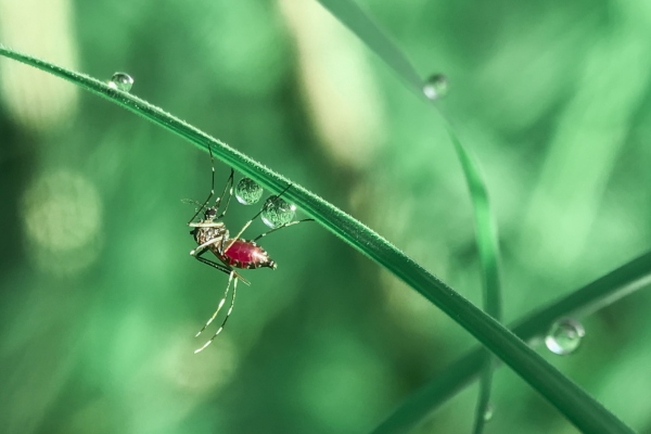 mosquito on grass