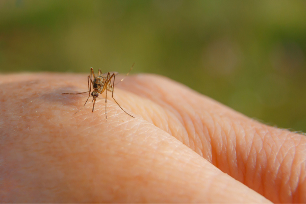 Mosquito on a hand