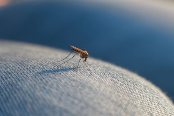mosquito on denim
