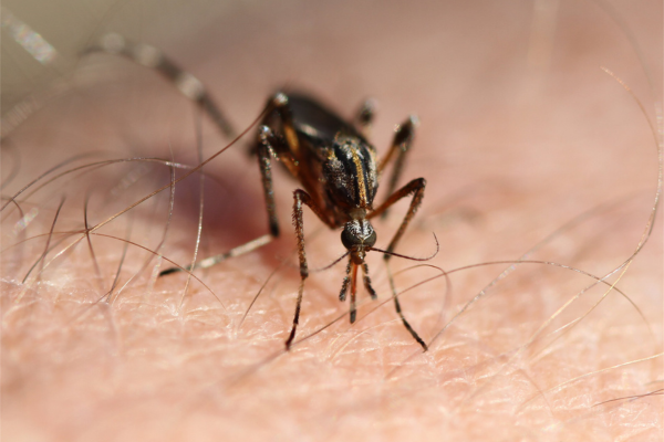 Mosquito on skin