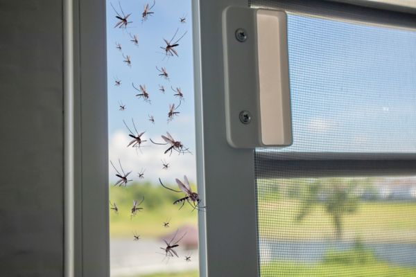 Mosquito swarm outside window