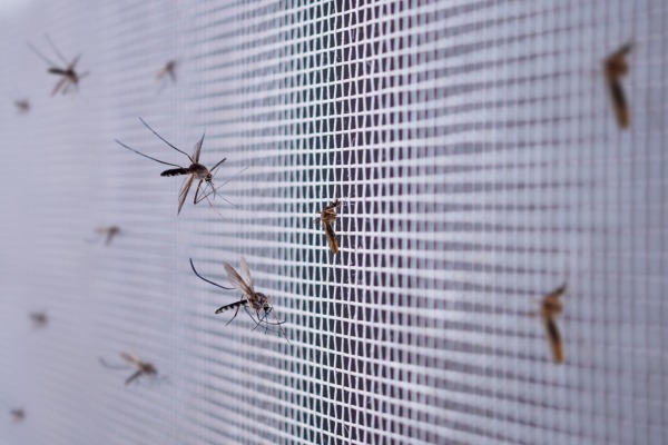 mosquitoes on screen