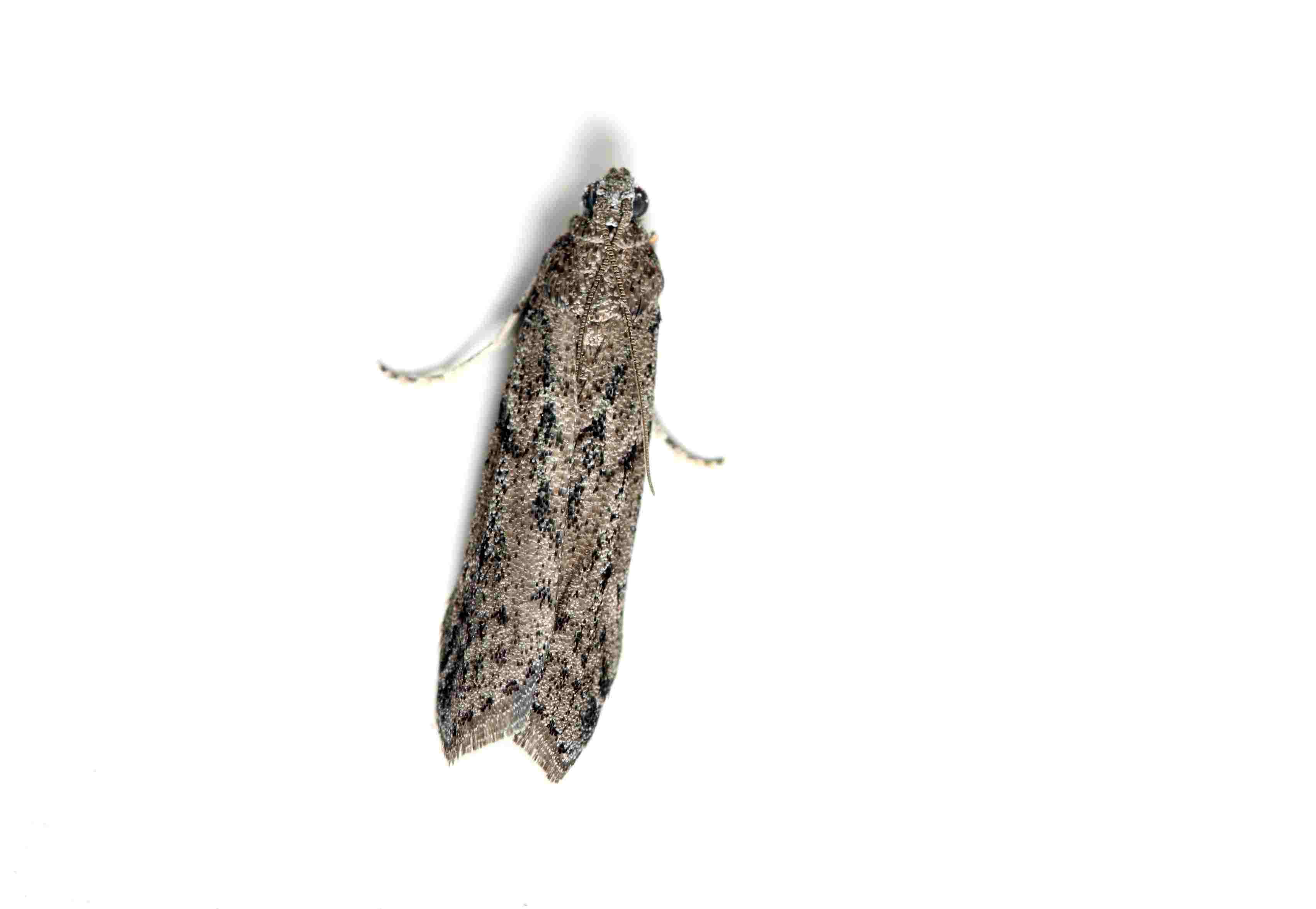 a Mediterranean flour moth with its wings closed