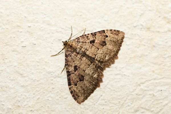 brown moth on a white wall