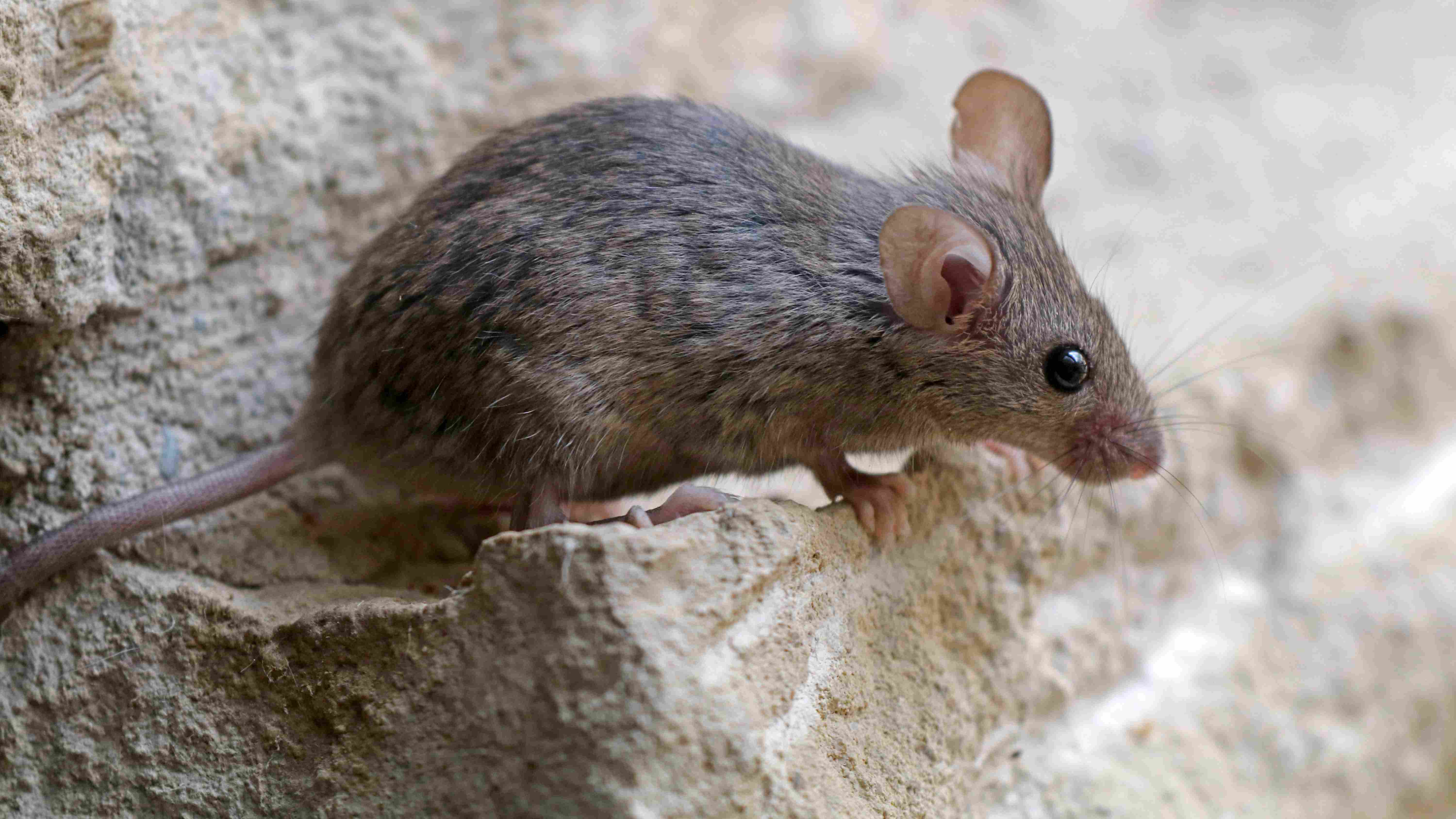 mouse perched rock ledge