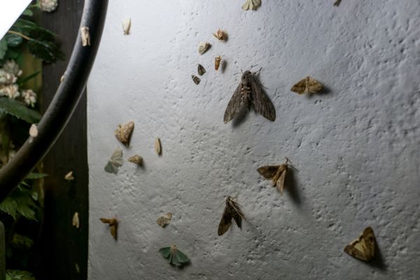 moths at night on a wall under a light