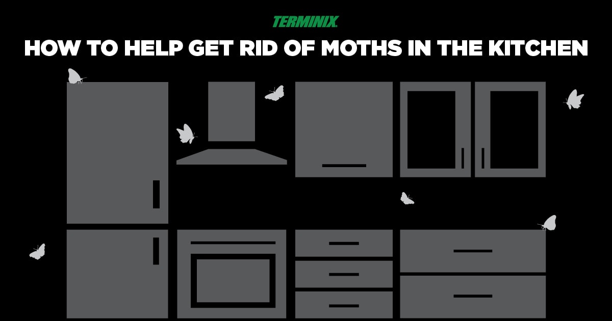 moths-in-kitchen-thumb