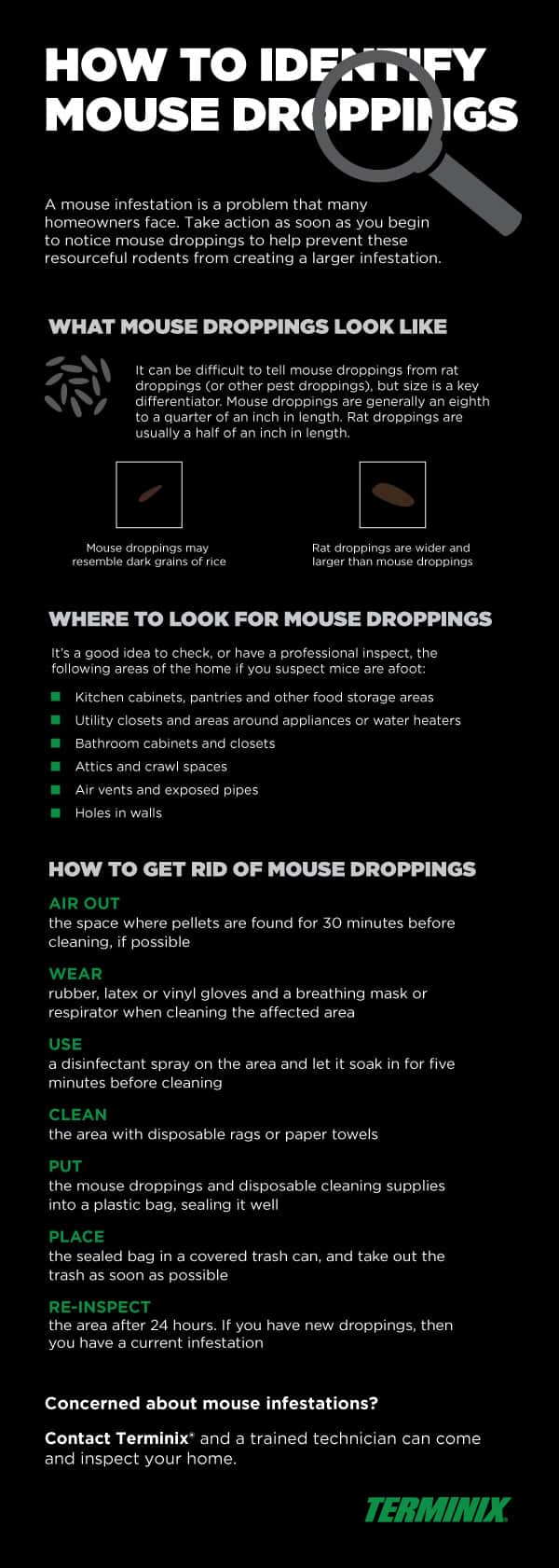 how to identify mouse droppings
