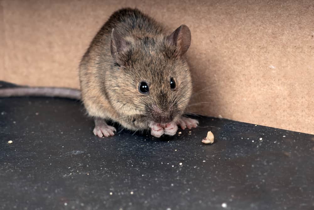 mouse chewing on crumbs
