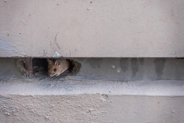 mouse hiding in wall hole