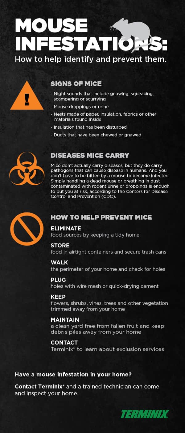 mouse infestations ways to help
