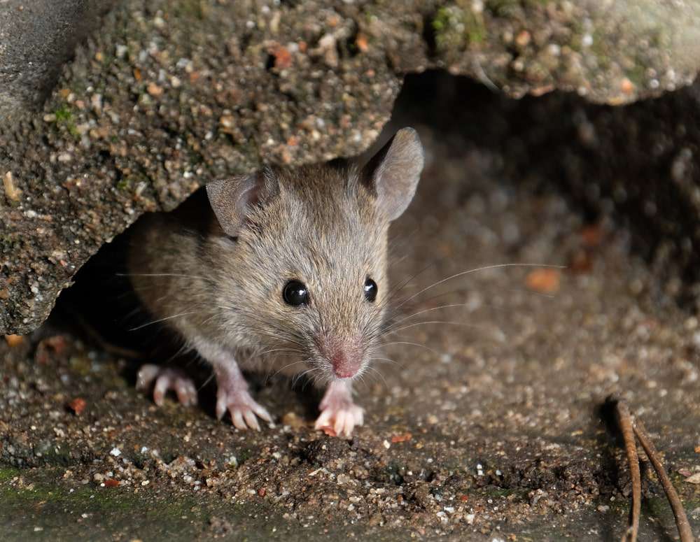 mouse hiding under branch