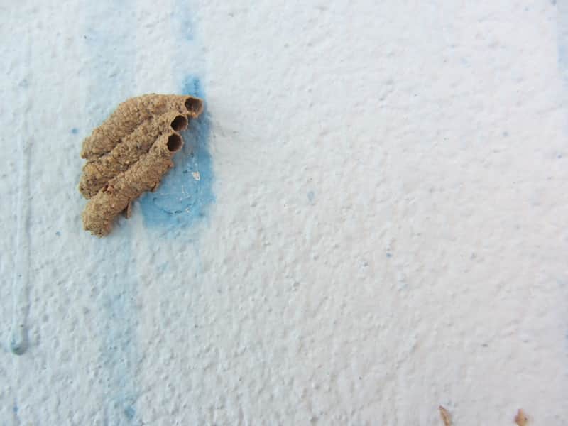 mud dauber nest