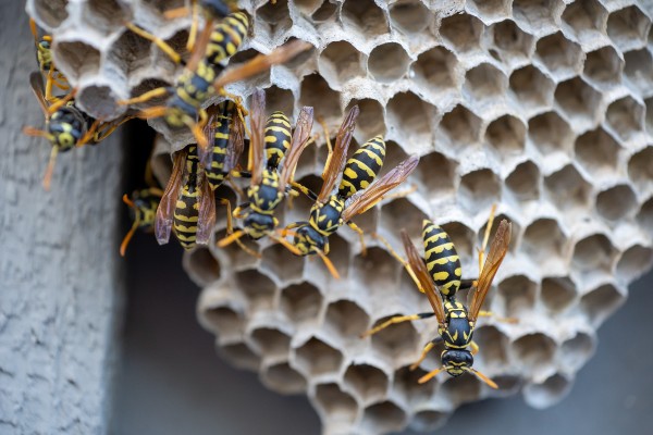 Multiple wasps on nest