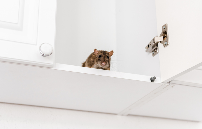 Norway rat on cabinet